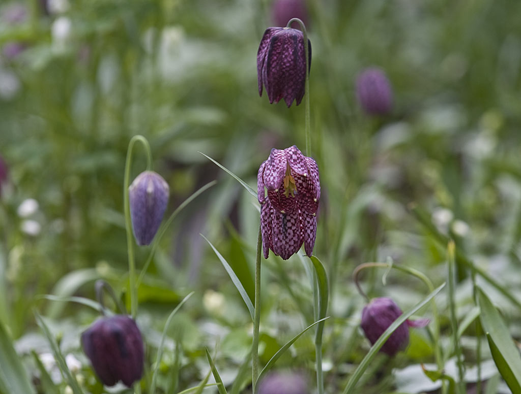 Bollenpakket vochtige bloemenweide : 25 bollen