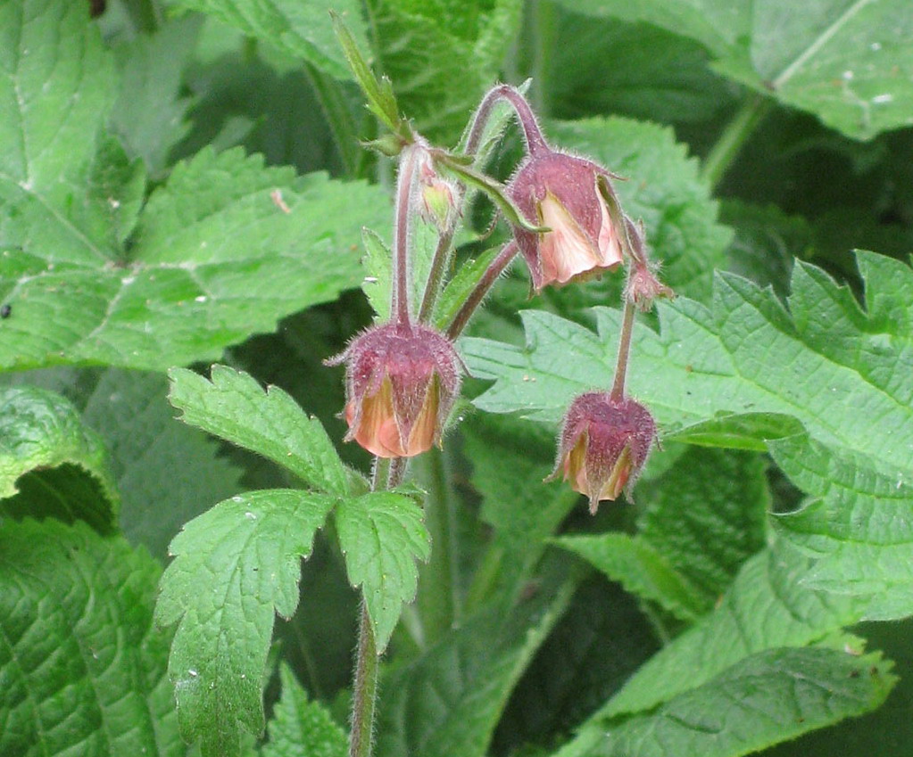 Knikkend nagelkruid - Geum rivale : Plant in P9 pot