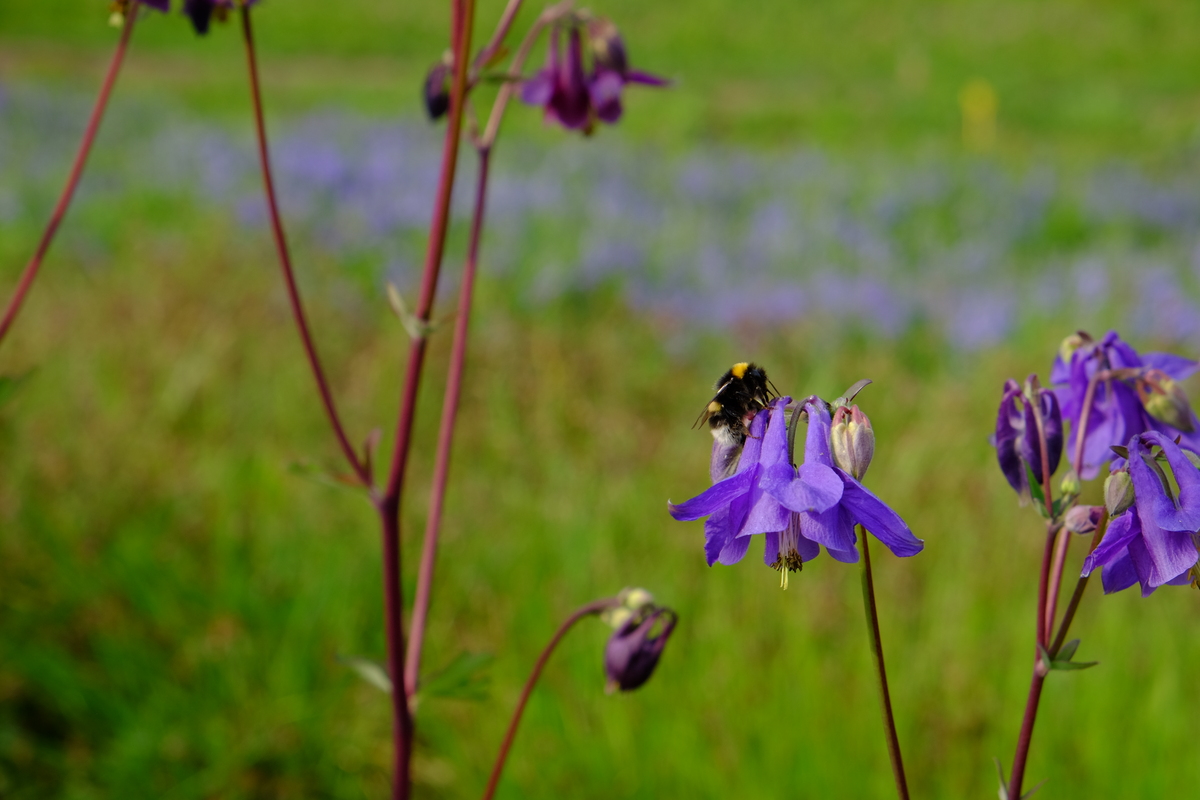 Plantpakket Schaduw Hoeckje