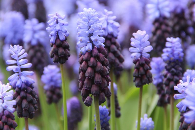 Brede druifhyacint - Muscari latifolium : Verpakking met 1.000 bollen