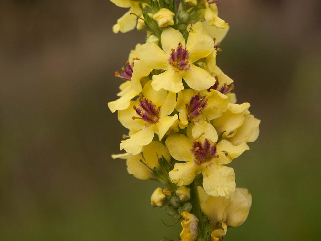 Zwarte toorts - Verbascum nigrum : Plant in P9 pot