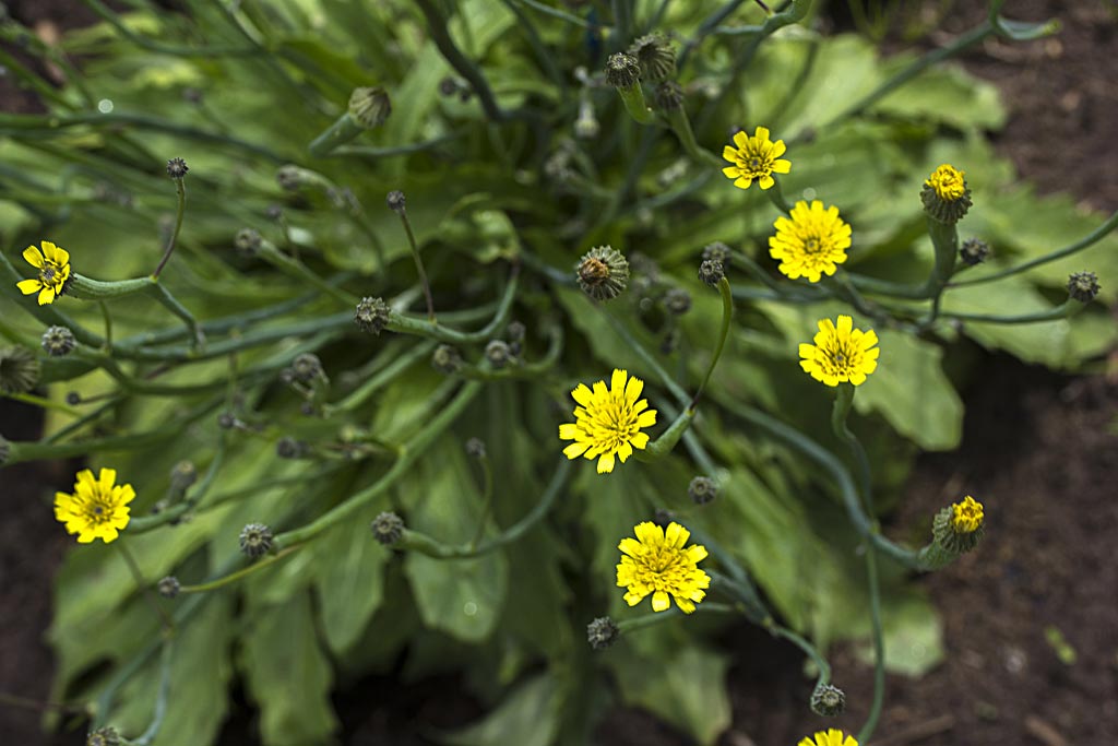Korensla - Arnoseris minima : Zakje Korensla - Arnoseris minima : Zakje