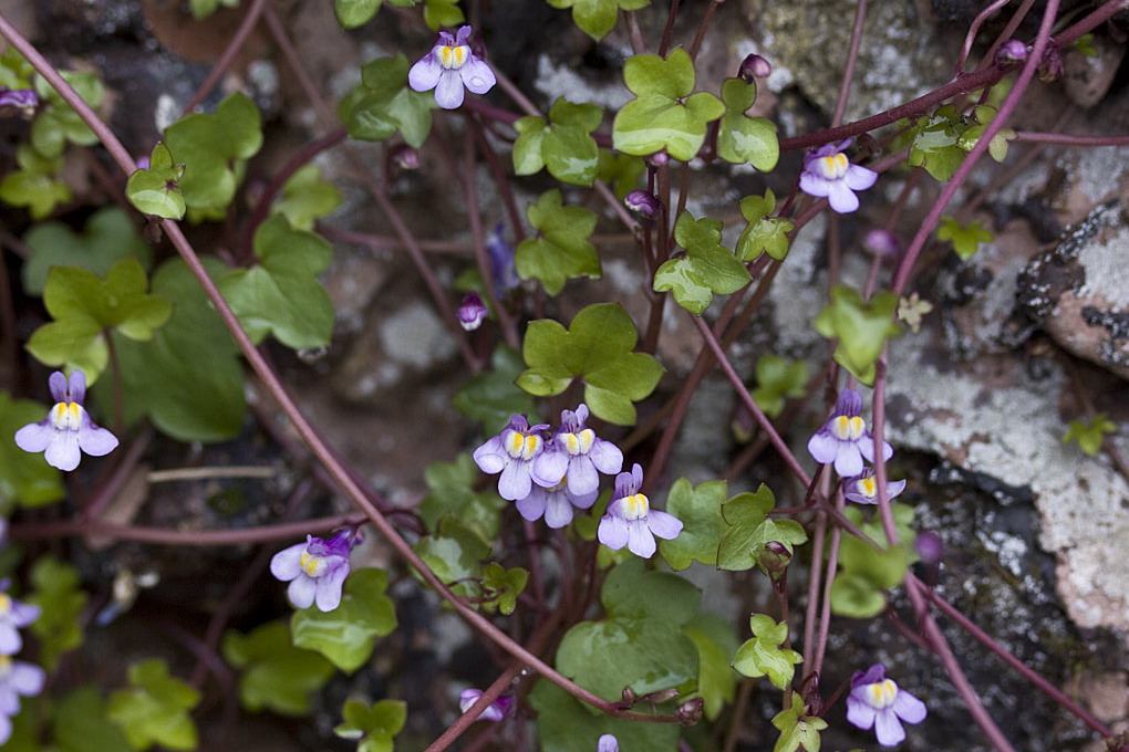 Muurleeuwenbek - Cymbalaria muralis : Plant in P9 pot