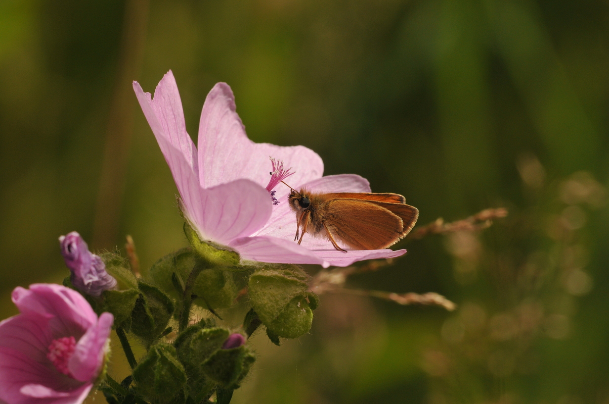 Muskuskaasjeskruid - Malva moschata : Plant in P9 pot