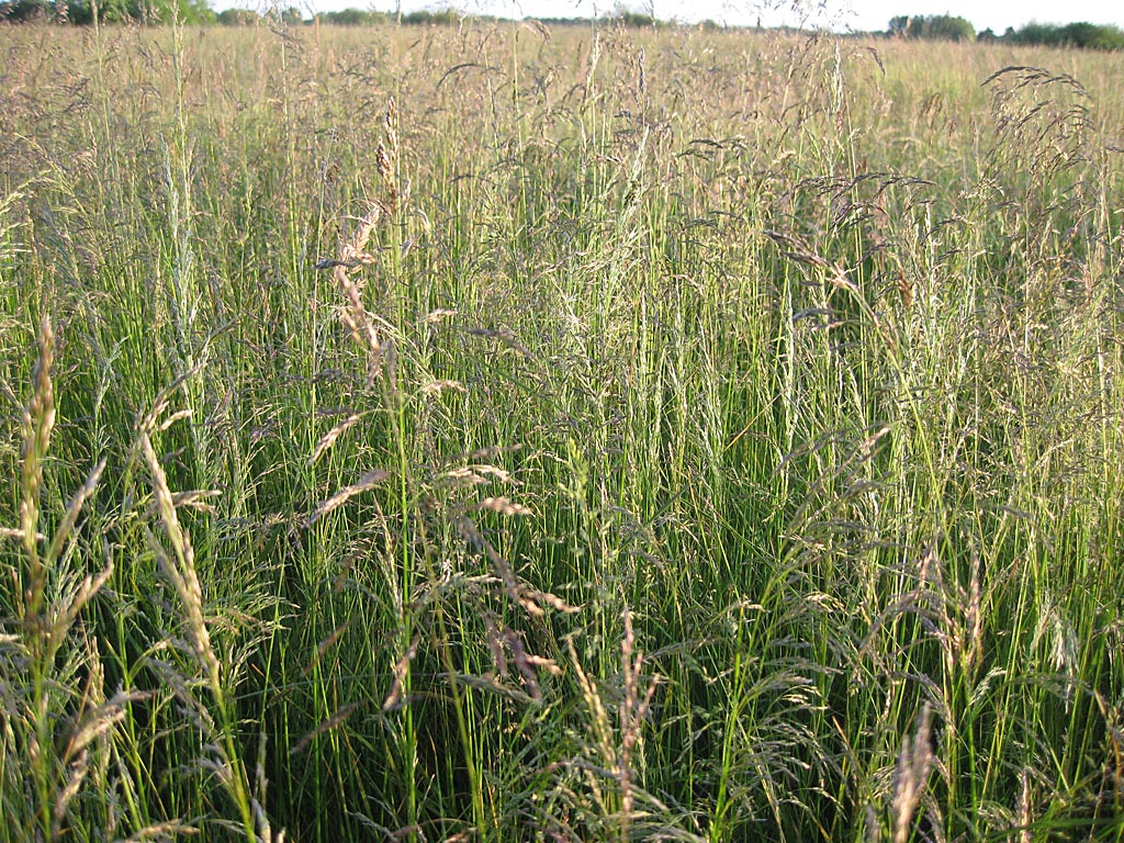 Ruwe smele - Deschampsia cespitosa : Plant in P9 pot