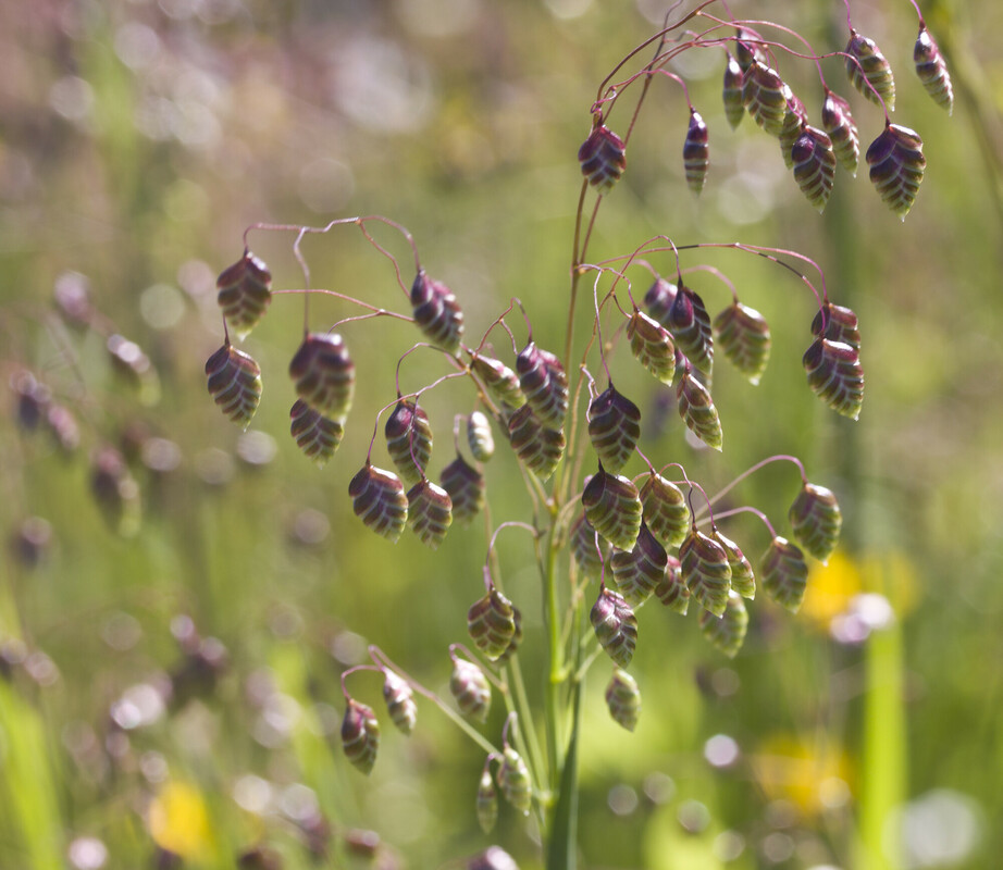 Bevertjes - Briza media : Plant in P9 pot