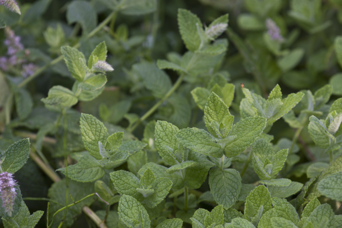 Hertsmunt - Mentha longifolia : Plant in P9 pot