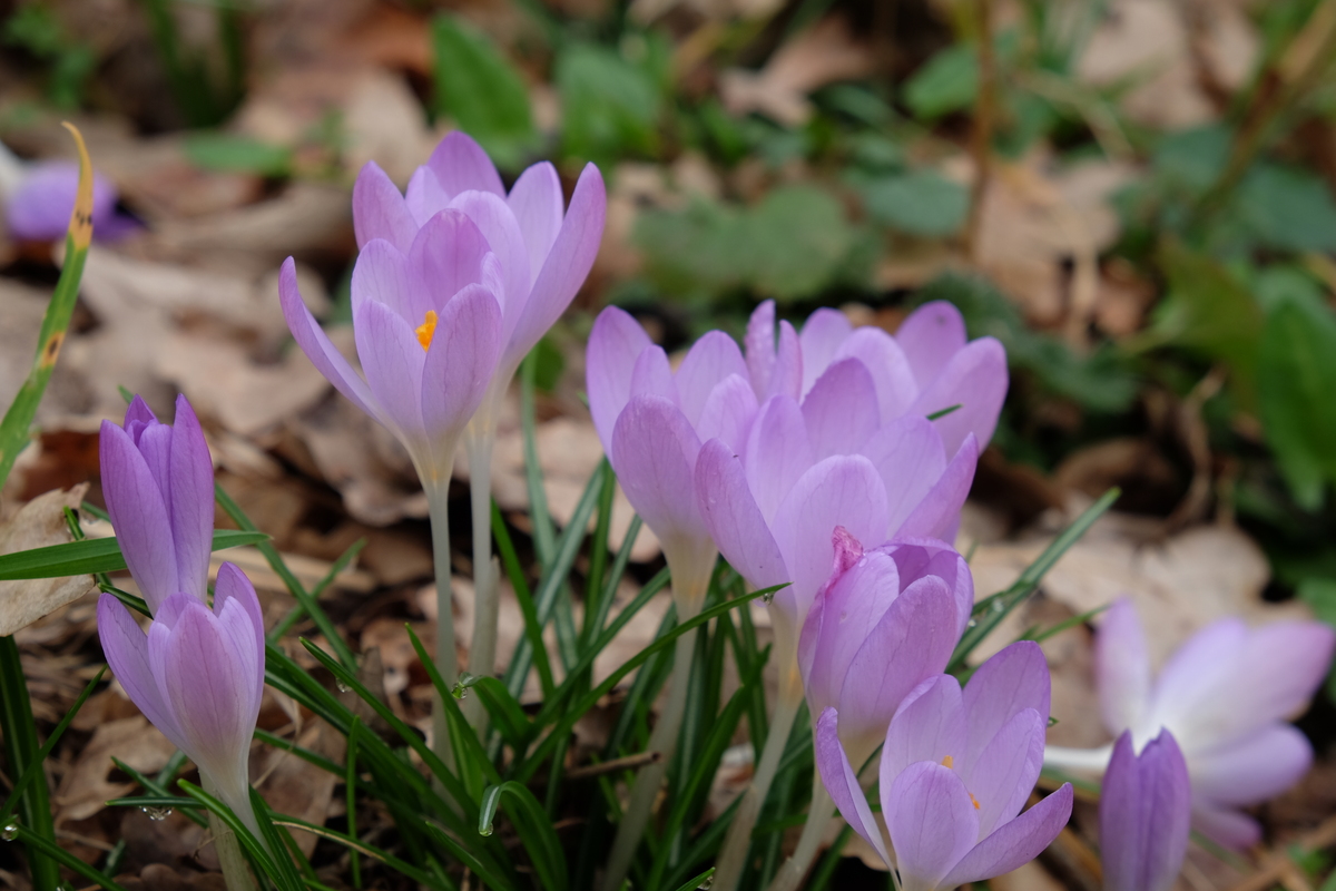 Boerenkrokus - Crocus tommasinianus : Verpakking met 100 bollen