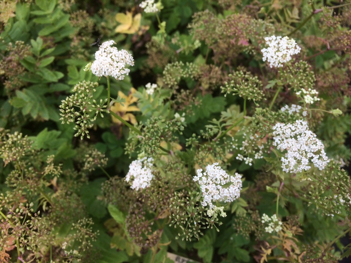 Kleine watereppe - Berula erecta : Plant in P9 pot