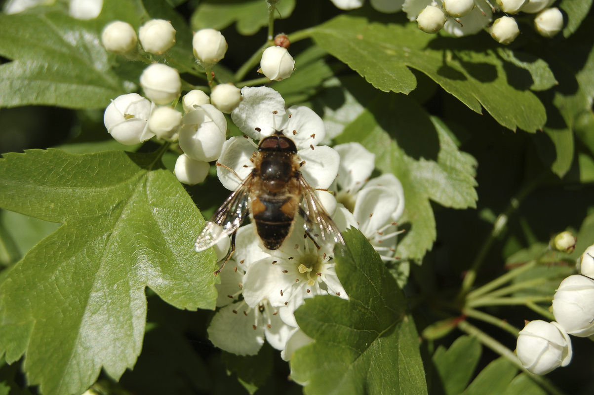 Eenstijlige meidoorn - Crataegus monogyna : Los stuk wortelgoed