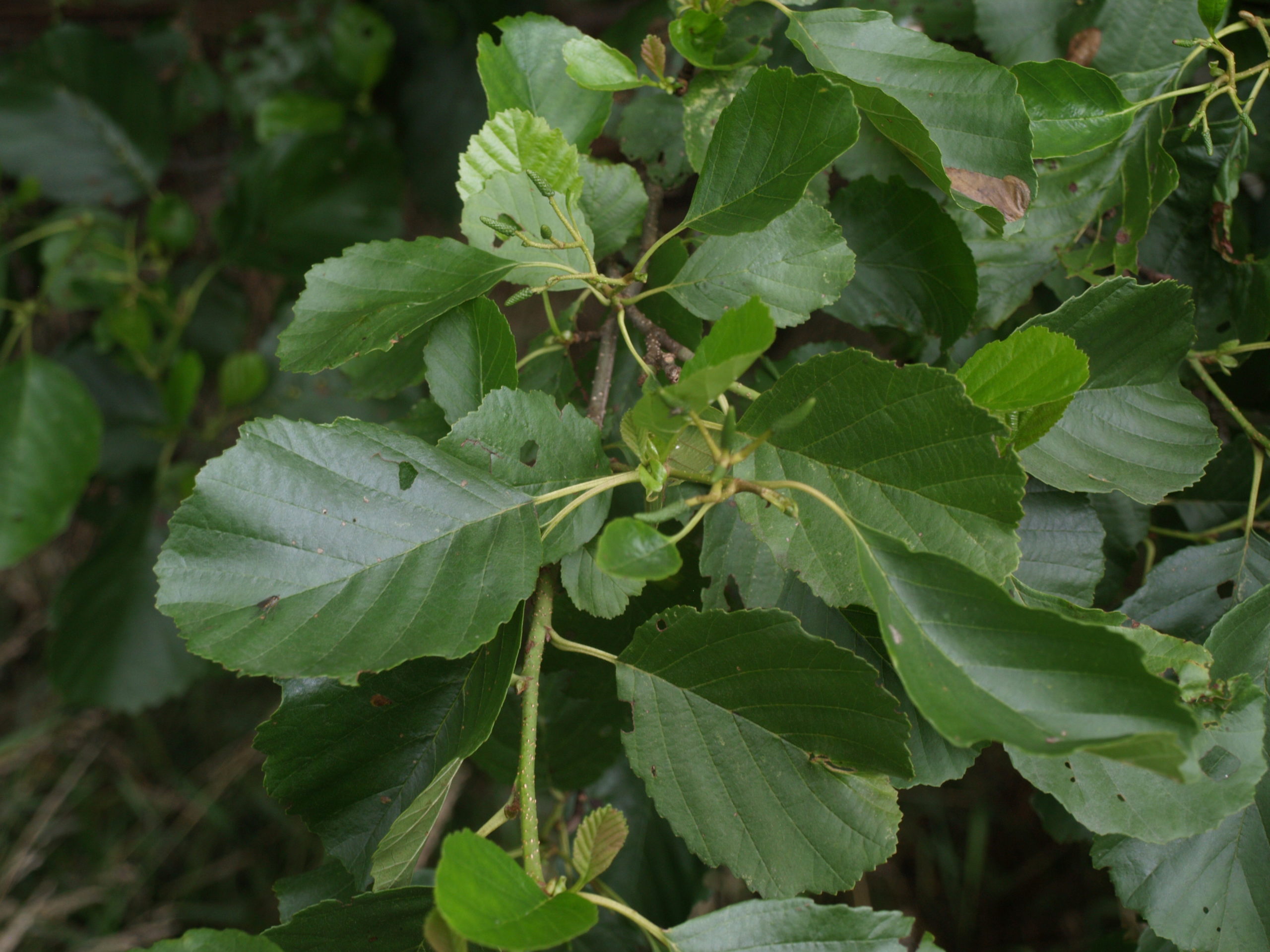 Zwarte els - Alnus glutinosa : Los stuk wortelgoed