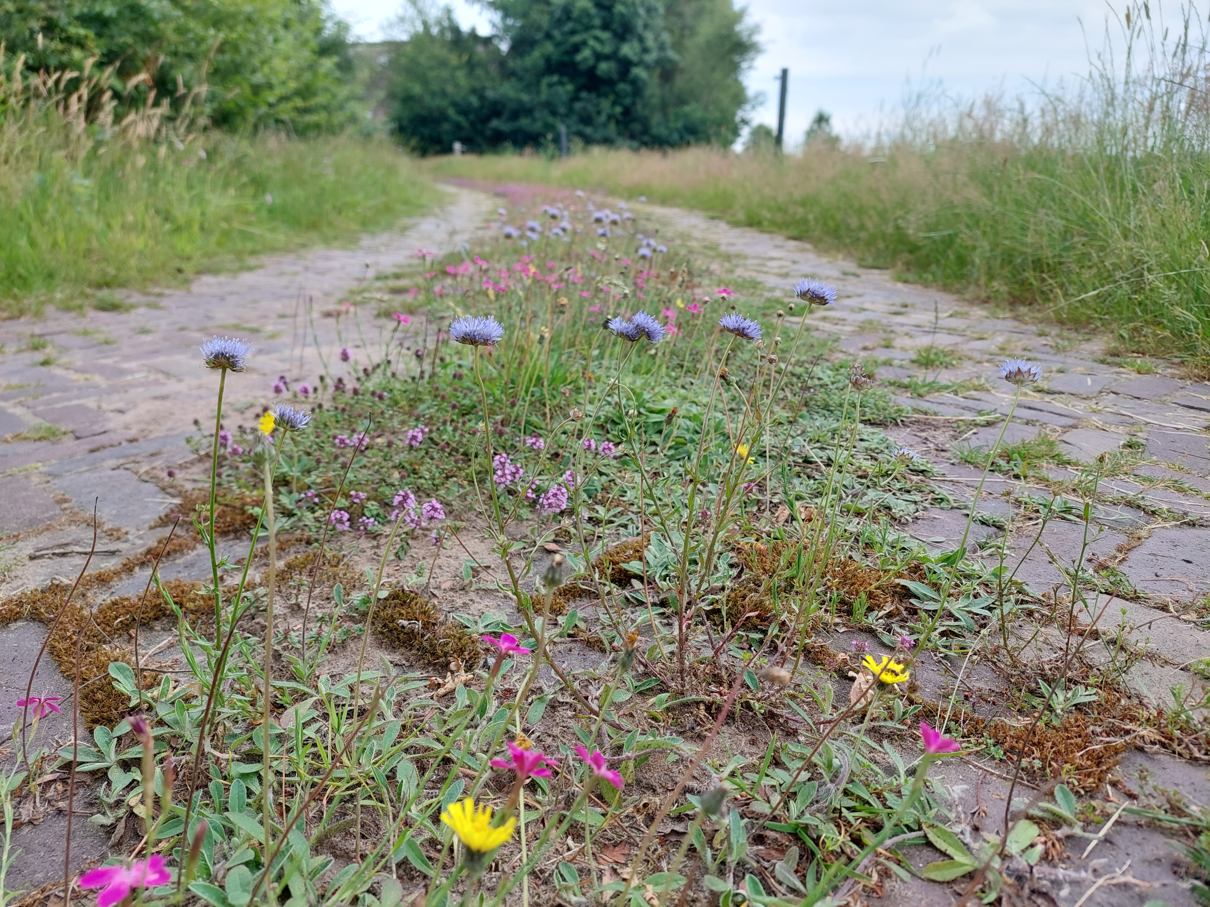 M6 Bloeiende voegen : zakje 10 gram