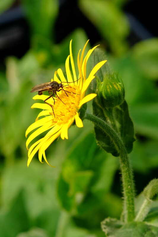 Hartbladzonnebloem - Doronicum pardalianches : Losse grammen