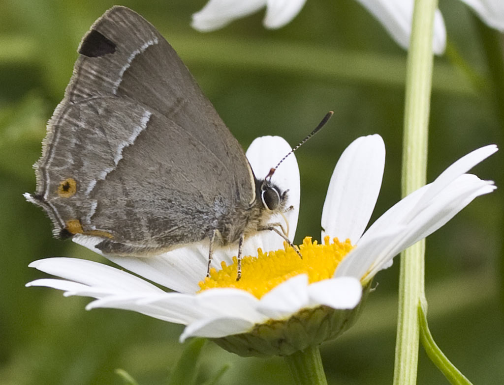 Gewone margriet - Leucanthemum vulgare : Zakje