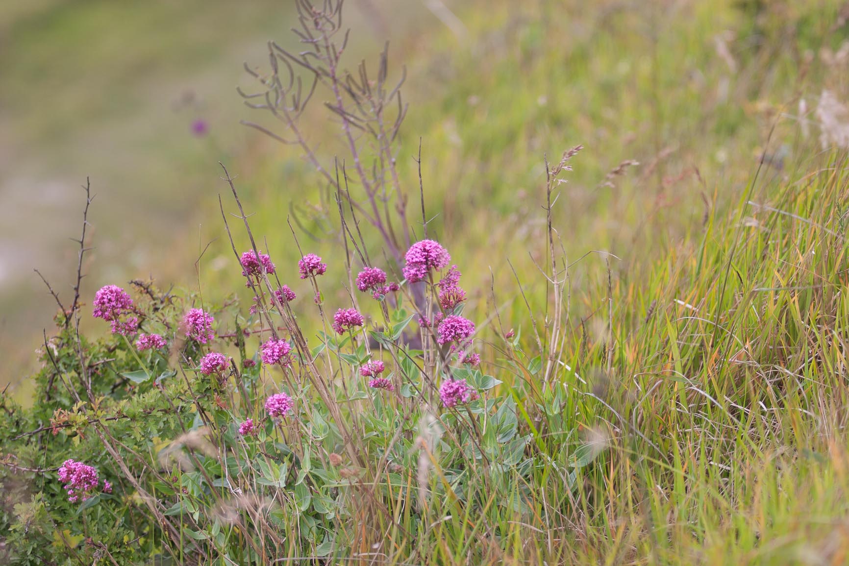 Spoorbloem - Centranthus ruber : Plant in P9 pot