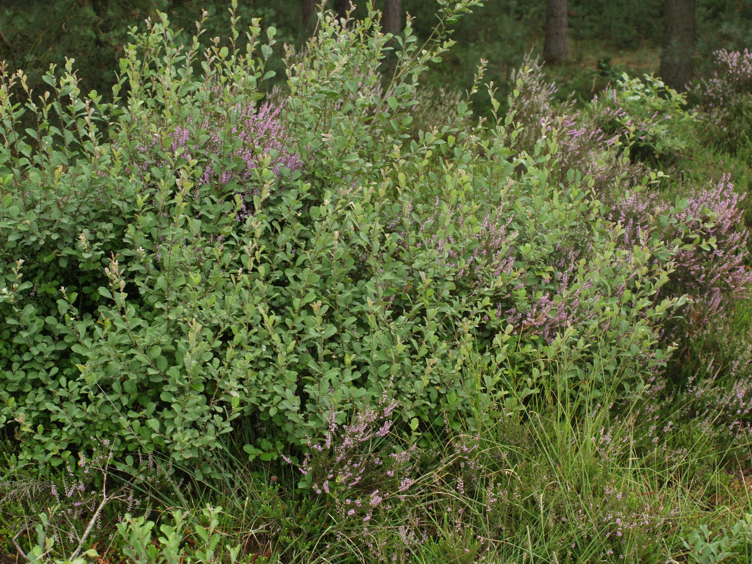 Geoorde wilg - Salix aurita : Plant in C3 liter pot