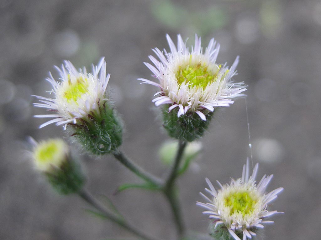 Scherpe fijnstraal - Erigeron acris : Losse grammen