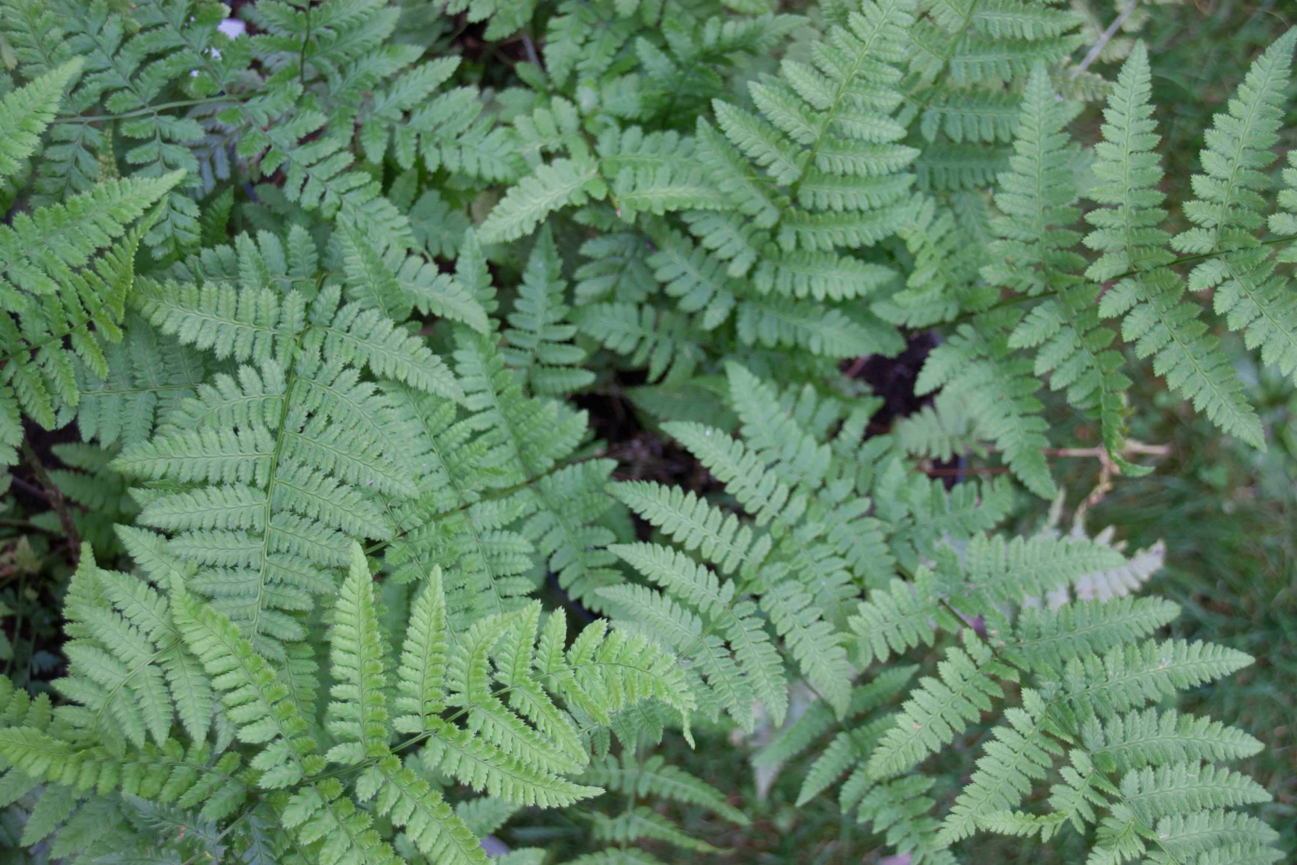 Brede stekelvaren - Dryopteris dilatata : Plant in P9 pot