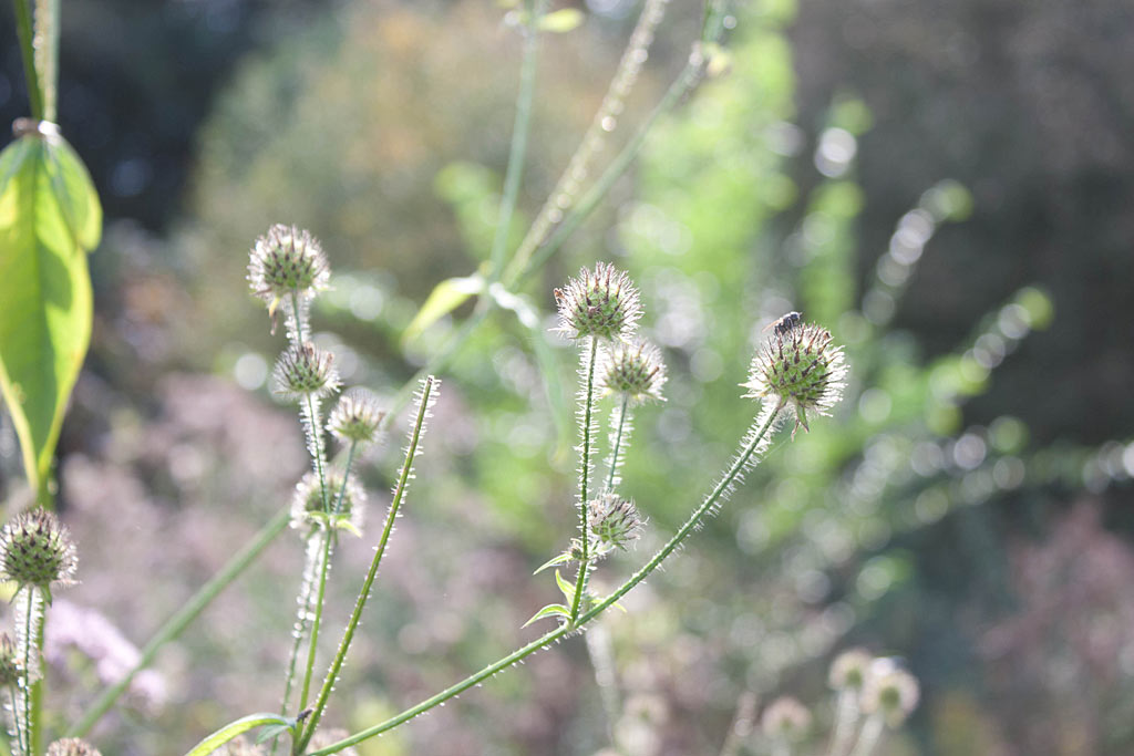 Kleine kaardenbol - Dipsacus pilosus : Zakje