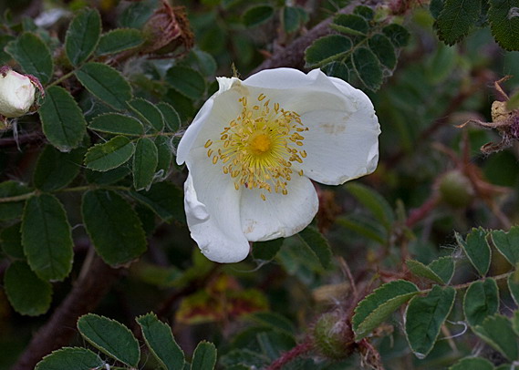 Duinroos - Rosa spinosissima : Losse grammen