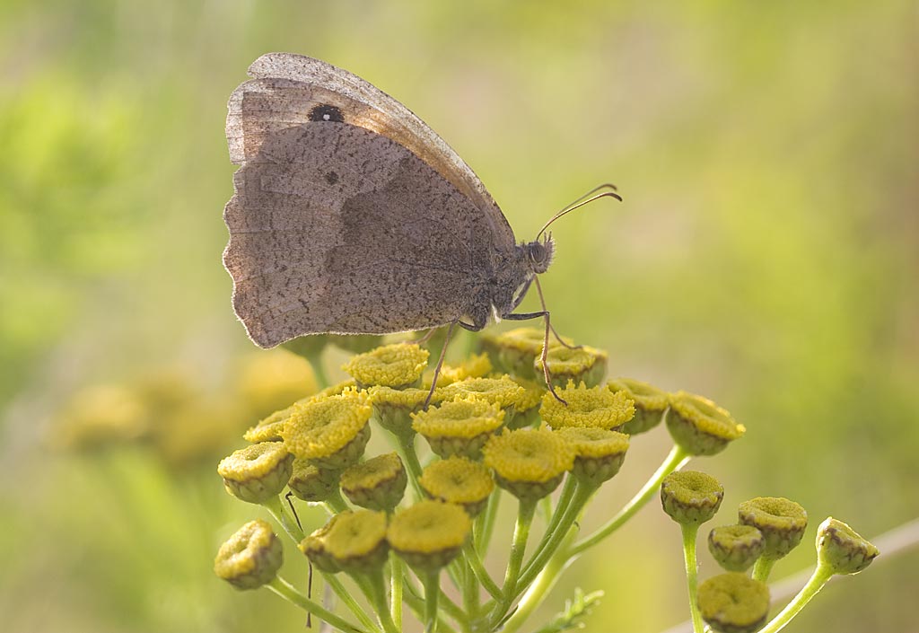 Boerenwormkruid - Tanacetum vulgare : Losse grammen