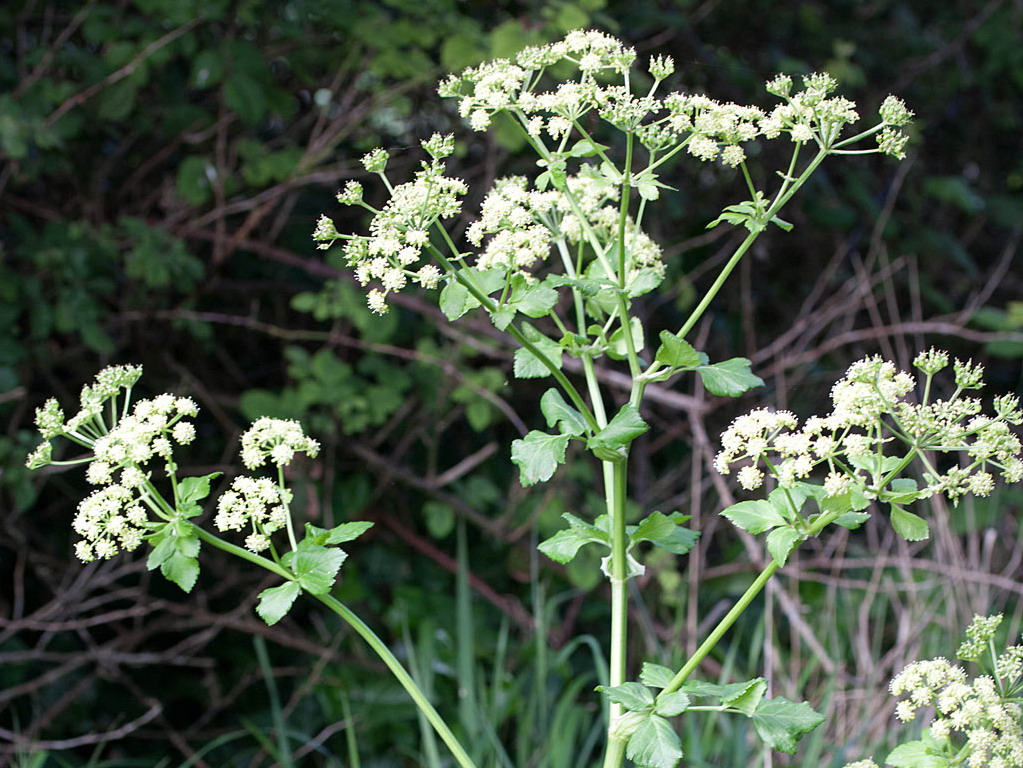 Zwartmoeskervel - Smyrnium olusatrum : Plant in P9 pot