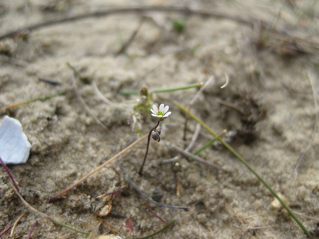 Gewone zandmuur - Arenaria serpyllifolia : Losse grammen