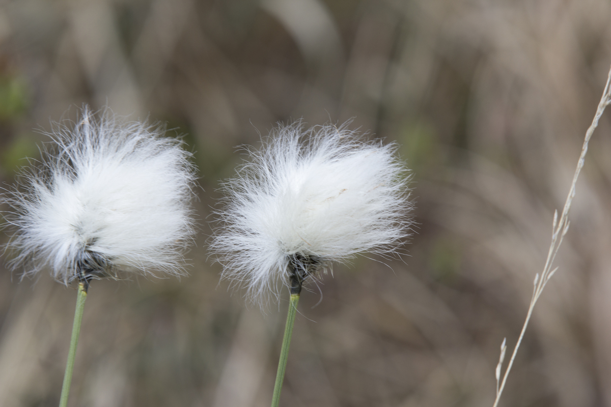 Eenarig wollegras - Eriophorum vaginatum : Plant in P9 pot