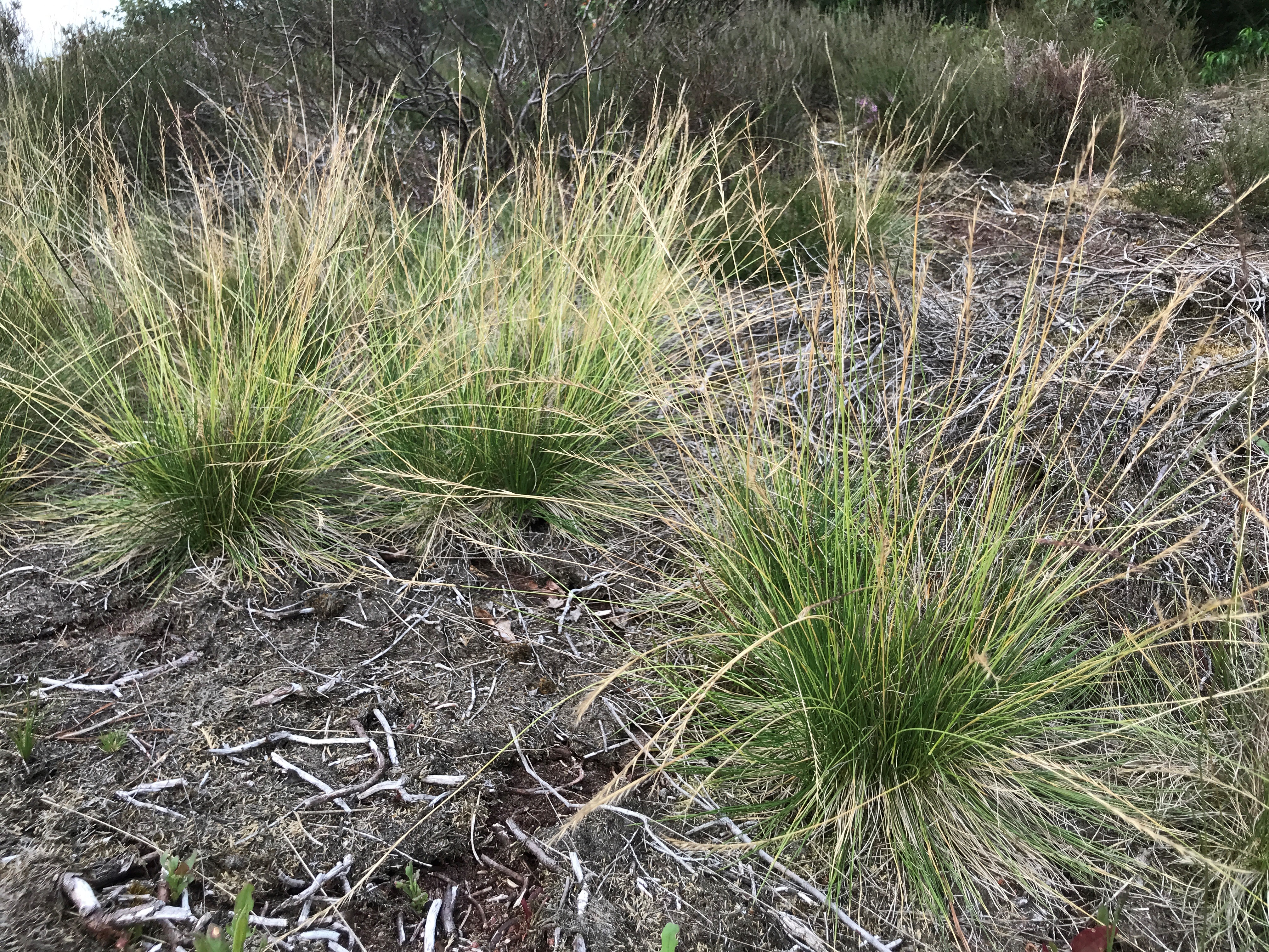 Borstelgras - Nardus stricta : Losse grammen