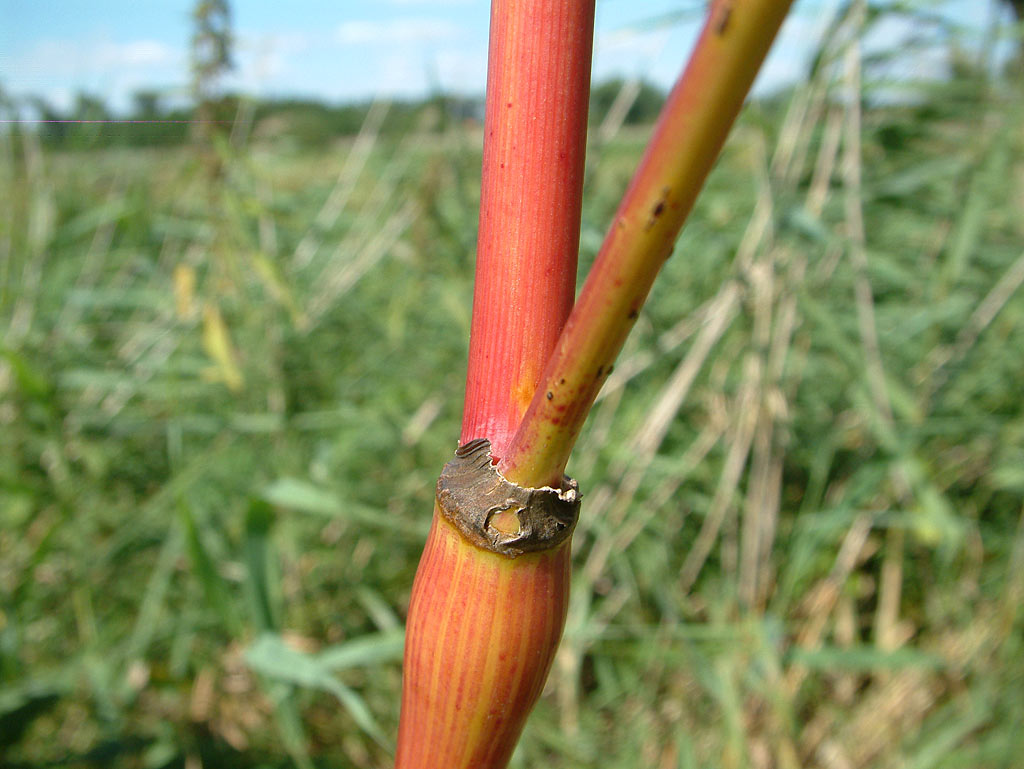Knolribzaad - Chaerophyllum bulbosum : Zakje