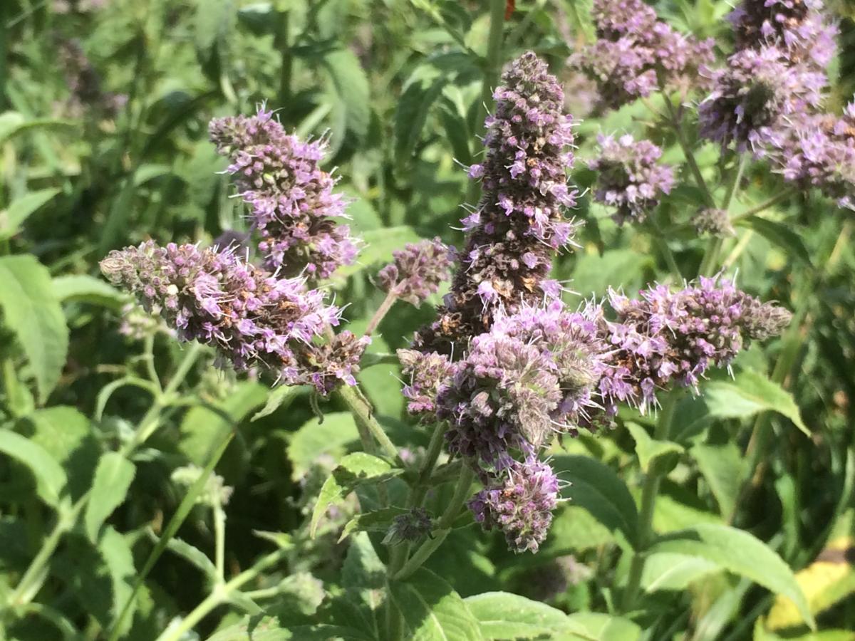 Hertsmunt - Mentha longifolia : Losse grammen