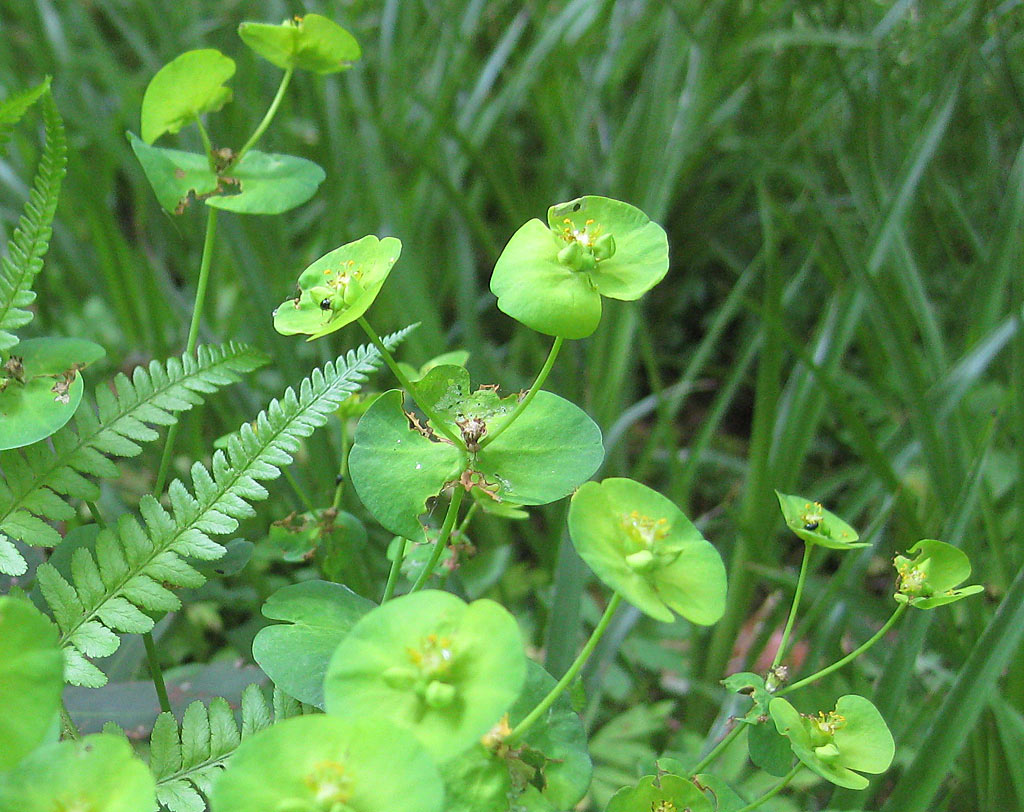 Amandelwolfsmelk - Euphorbia amygdaloides : Losse grammen