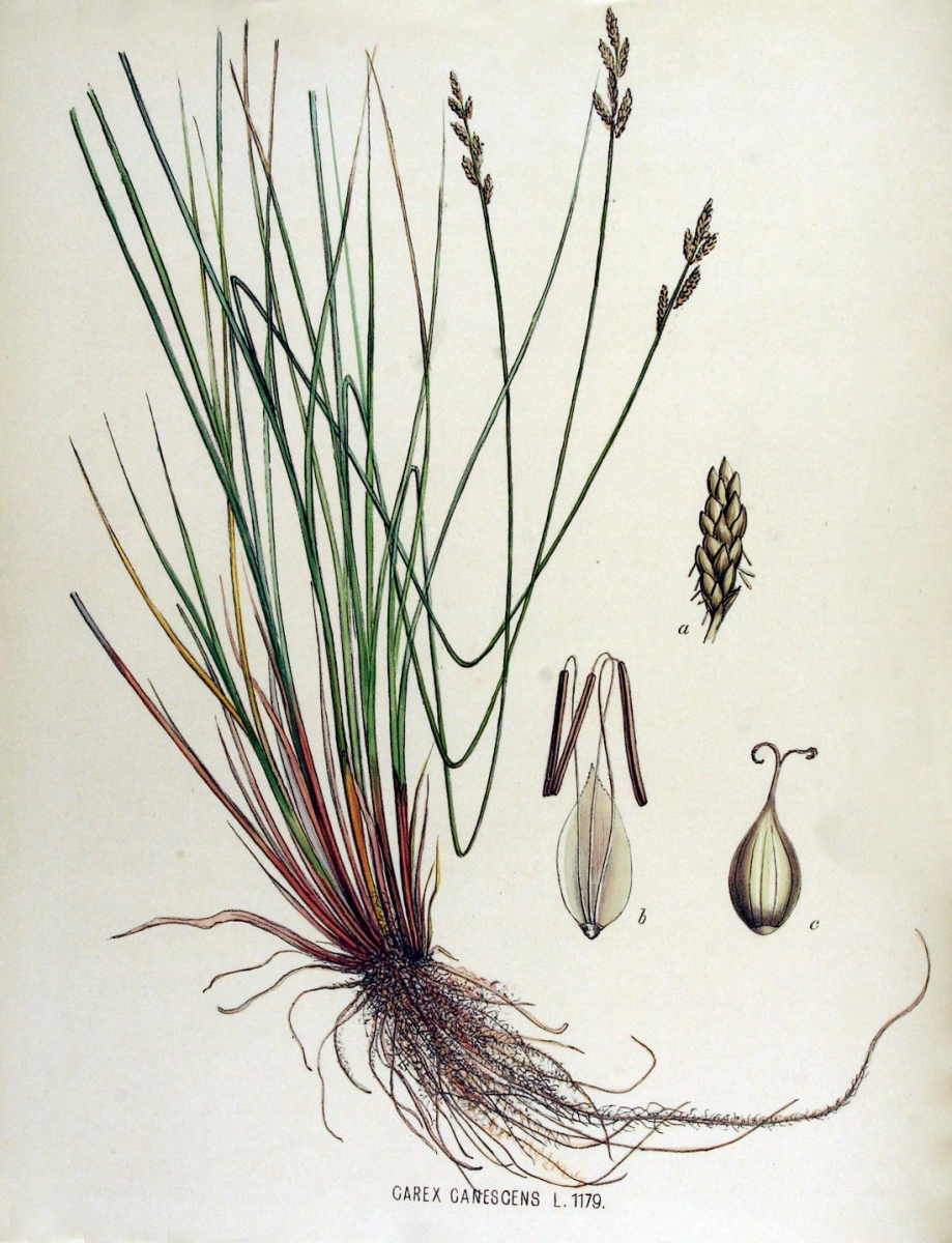 Zompzegge - Carex canescens : Losse grammen
