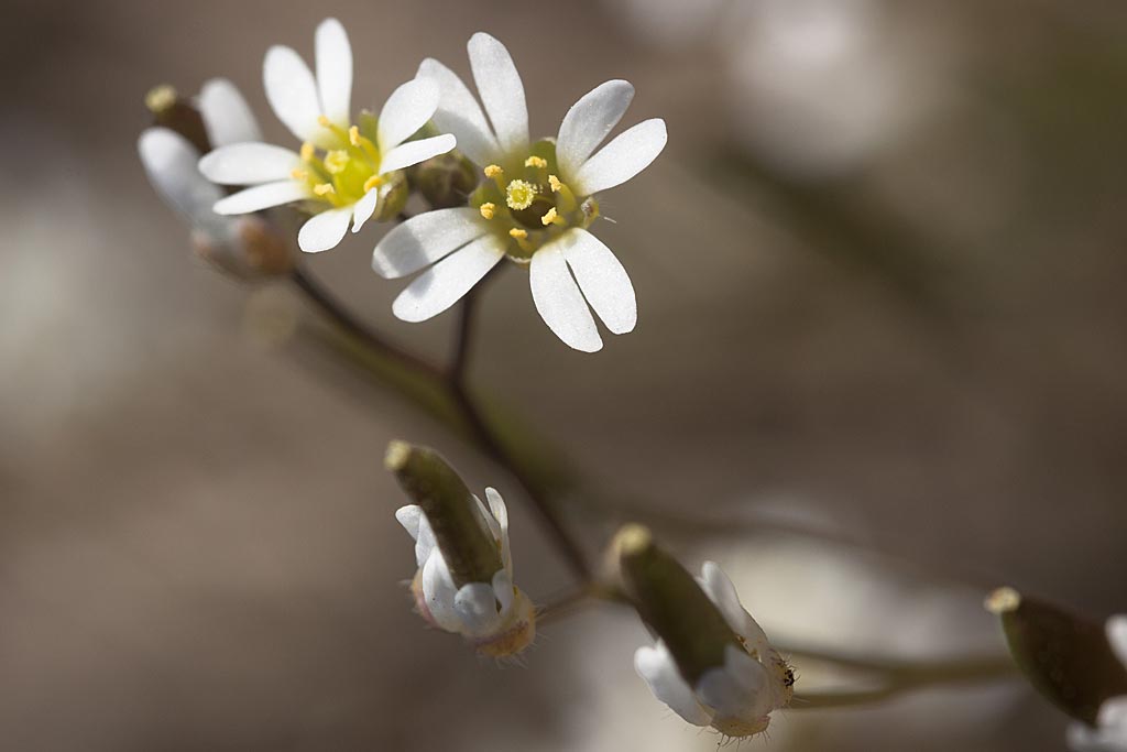 Vroegeling - Draba verna : Losse grammen