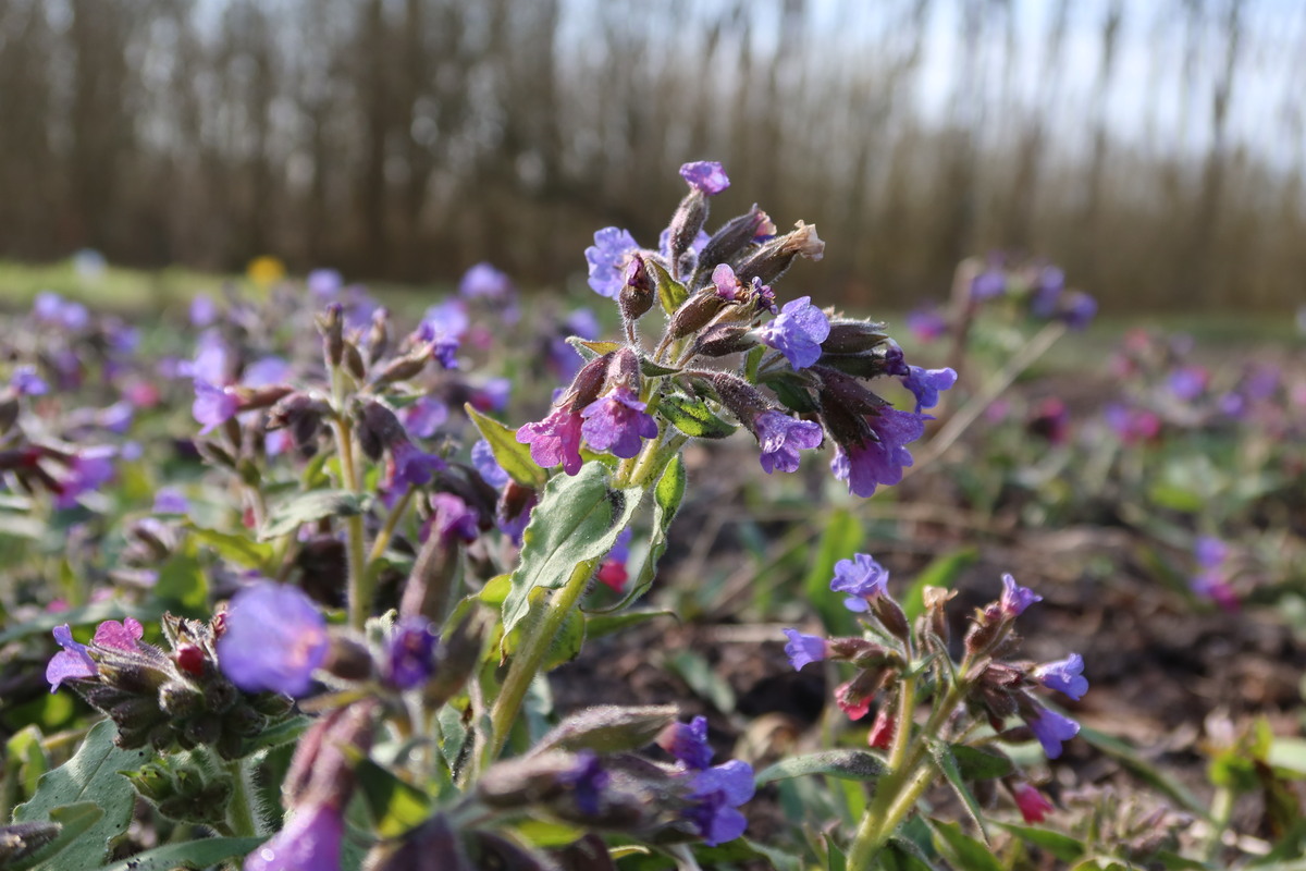 Ongevlekt longkruid - Pulmonaria obscura : Zakje zaden