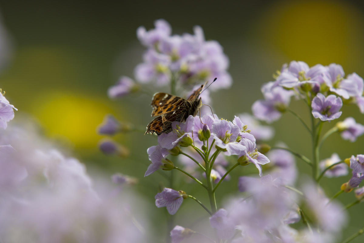 Plantpakket Libelle Hoeckje - laagblijvend