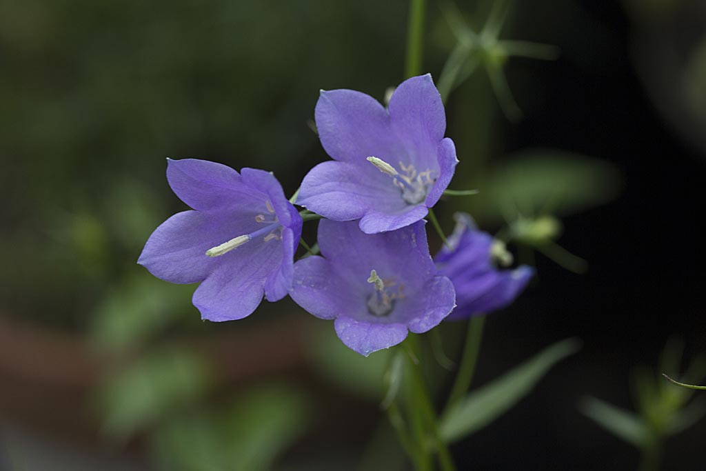 Bergklokje - Campanula rhomboidalis : Plant in P9 pot