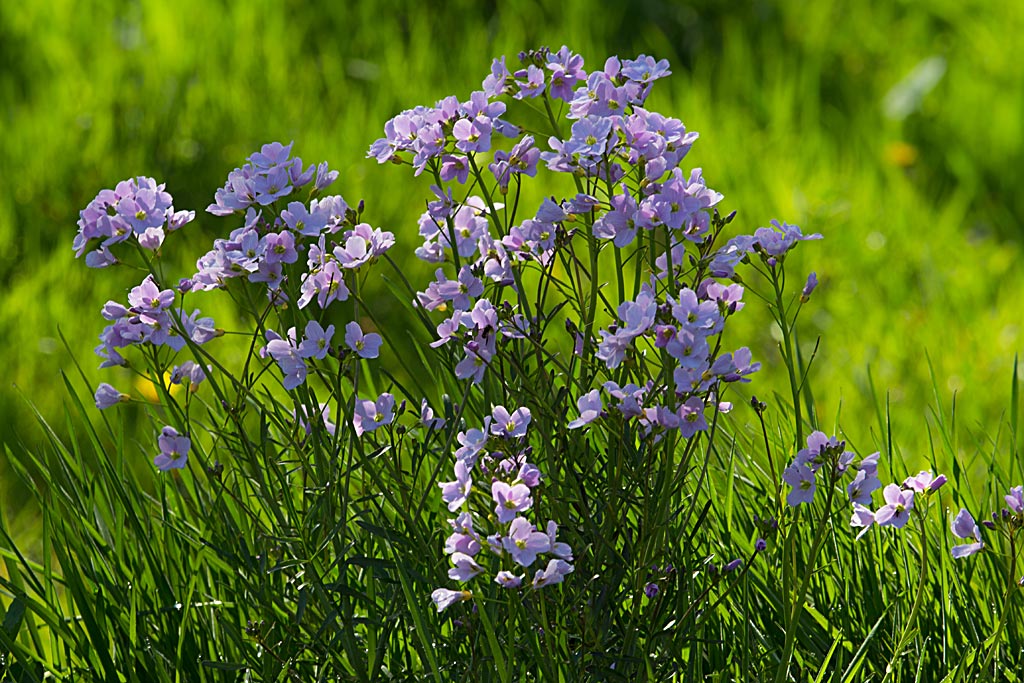 Pinksterbloem - Cardamine pratensis : Plant in P9 pot