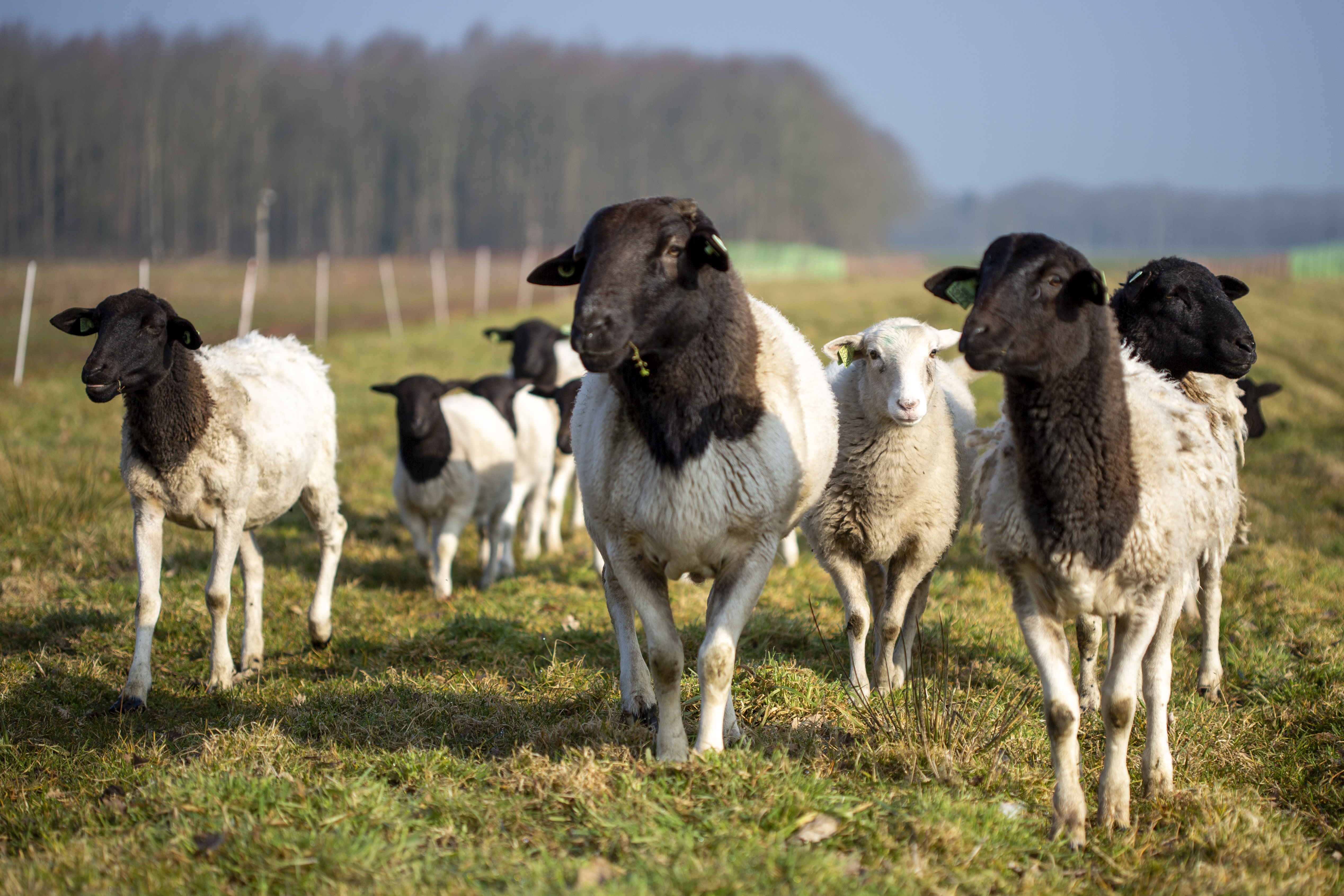 Natuurvriendelijk telen met schapen