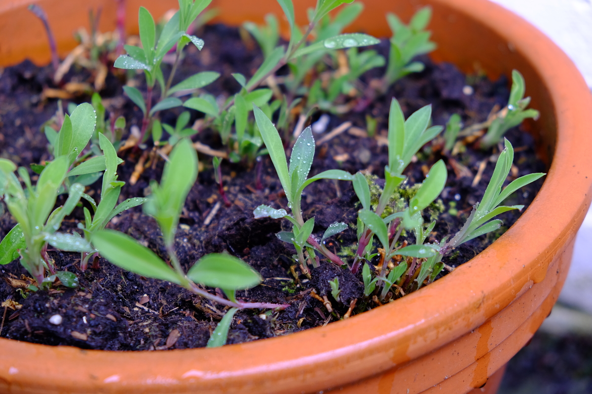 Plantpakket Terras en Balkon