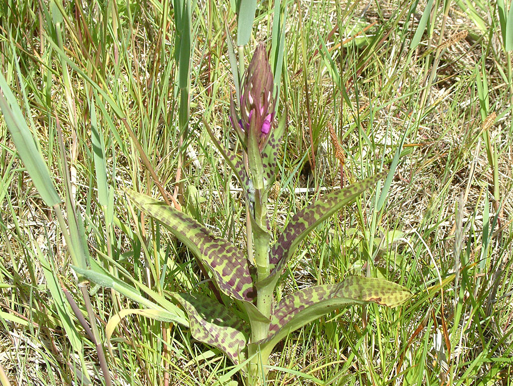 Rietorchis - Dactylorhiza praetermissa : Zakje