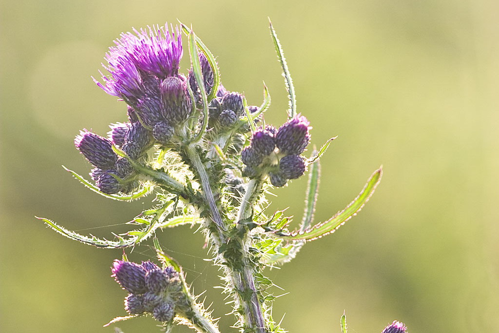 Kale jonker - Cirsium palustre : Losse grammen