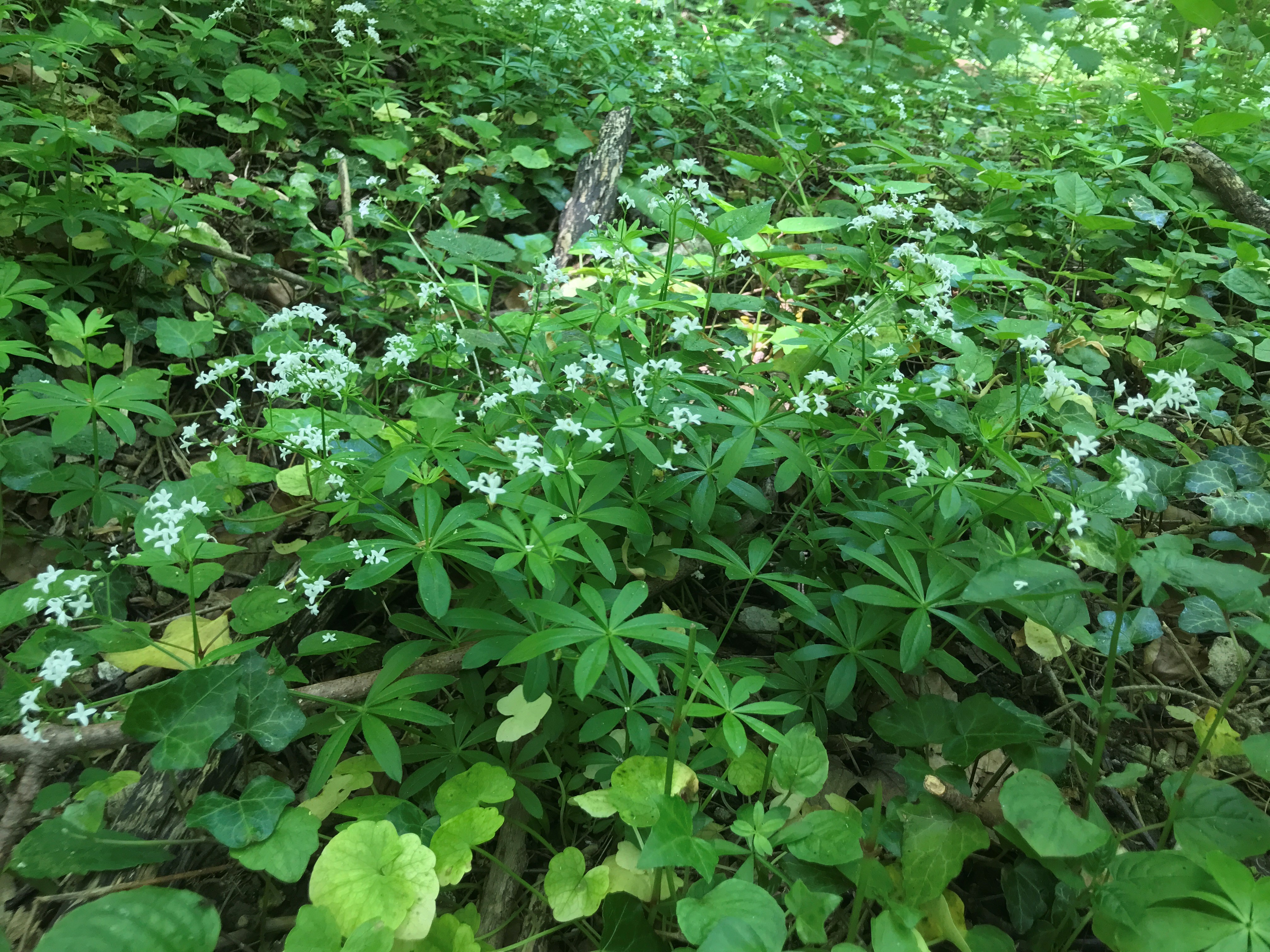 Lievevrouwebedstro - Galium odoratum : Plant in P9 pot