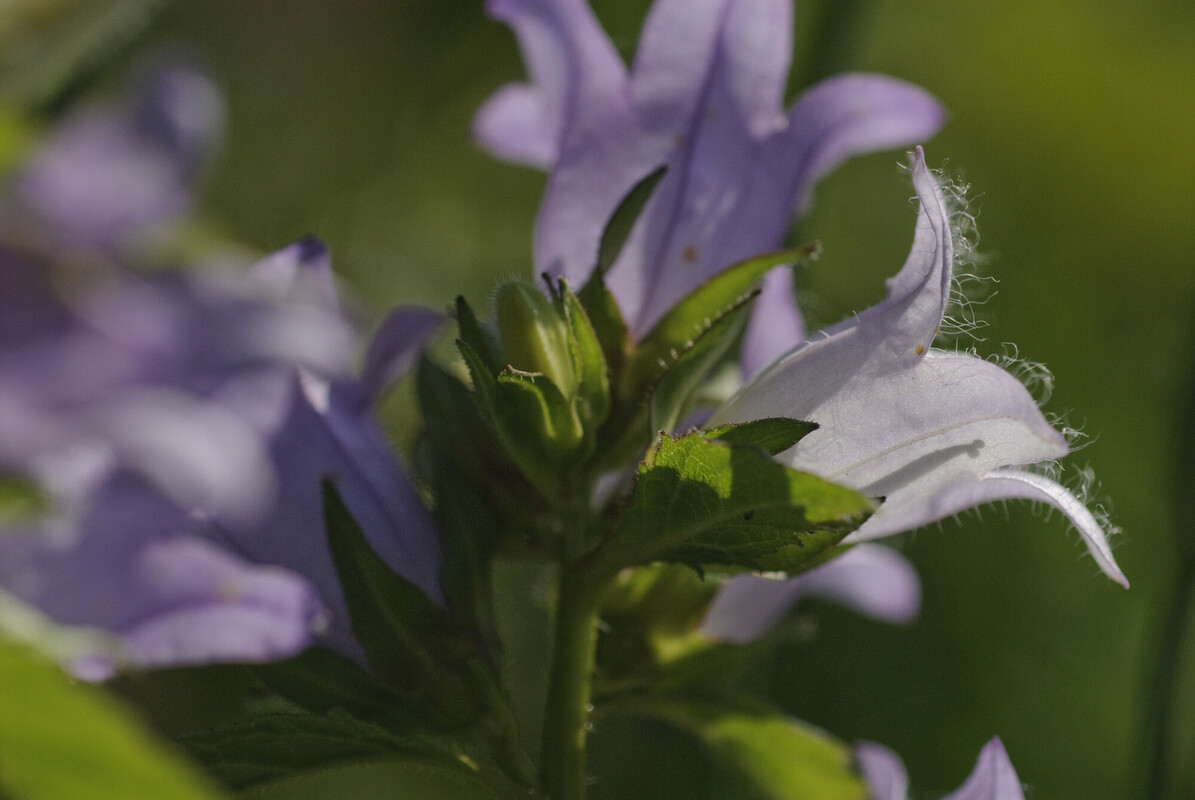 Ruig klokje - Campanula trachelium : Losse grammen