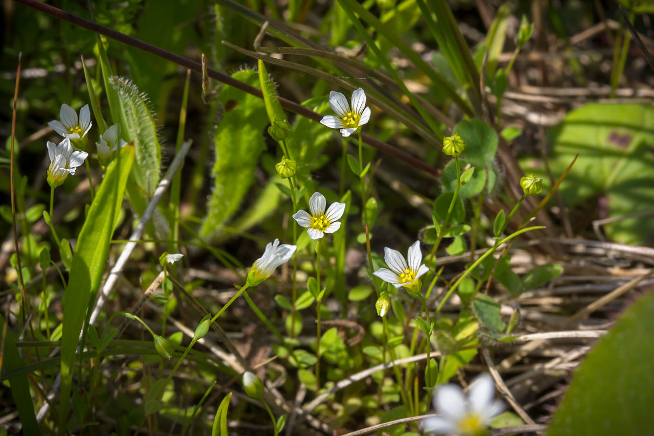 Geelhartje - Linum catharticum : Losse grammen