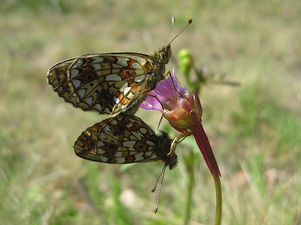 Engels gras - Armeria maritima : Losse grammen