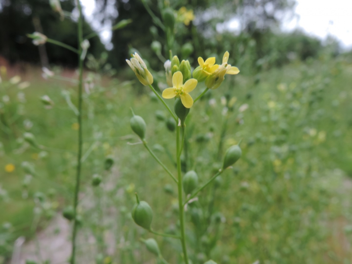 Huttentut - Camelina sativa : Losse grammen