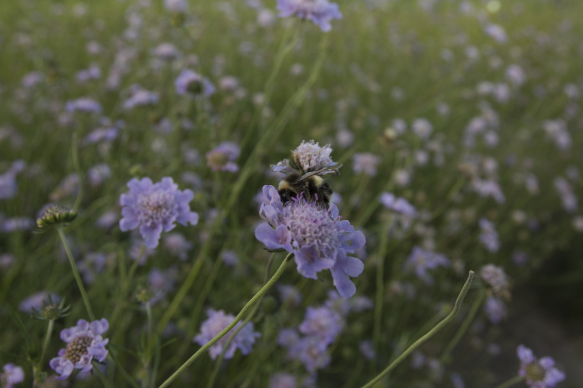 Plantpakket Bijen Hoeckje, i.s.m. Bijenstichting