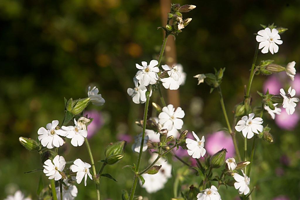 Avondkoekoeksbloem - Silene latifolia subsp. alba : Losse grammen