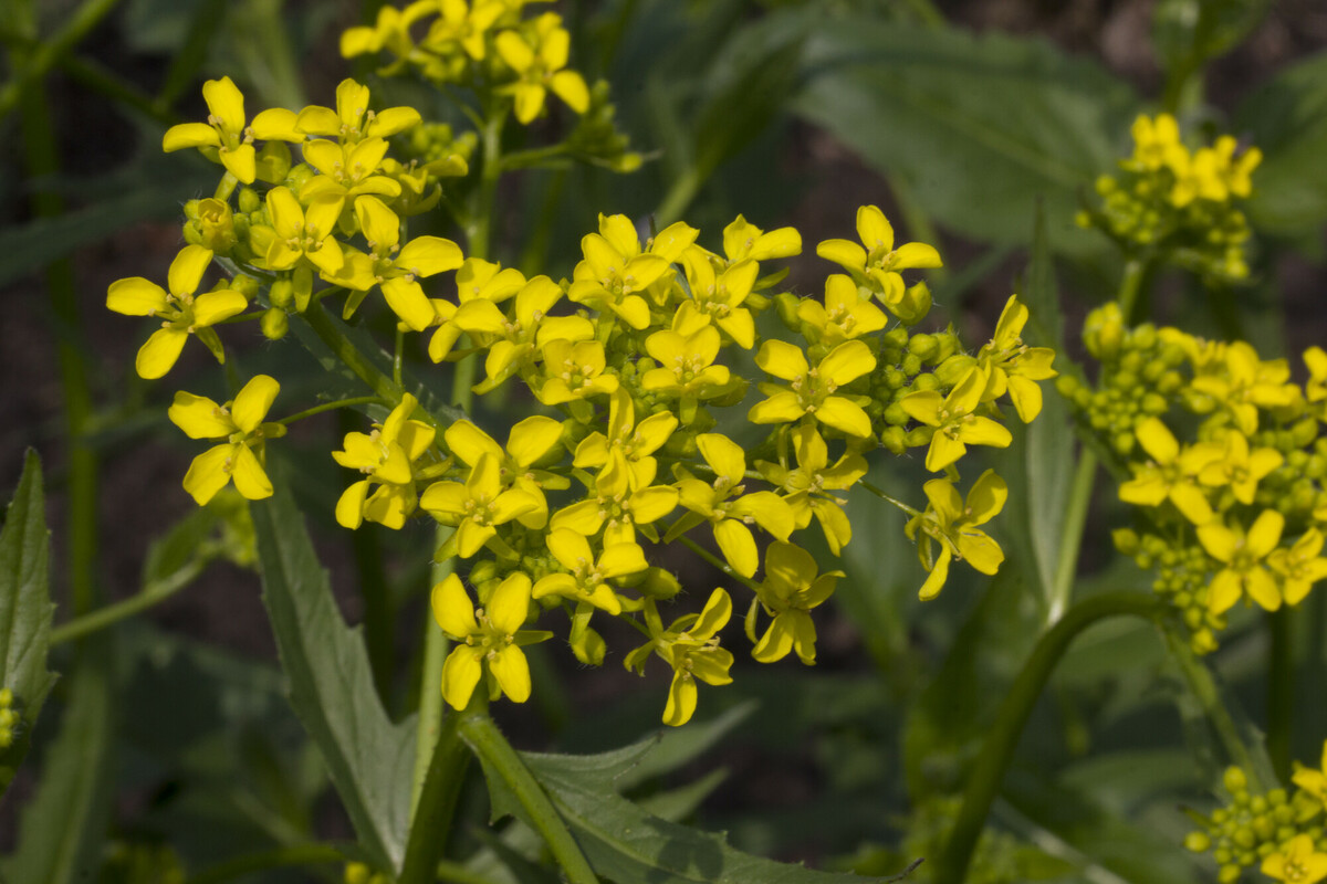 Grote hardvrucht - Bunias orientalis : Losse grammen